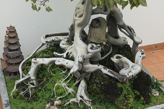 Cây bồ đề có bộ rễ ảo diệu, có tiền thiếu duyên cũng không mua được